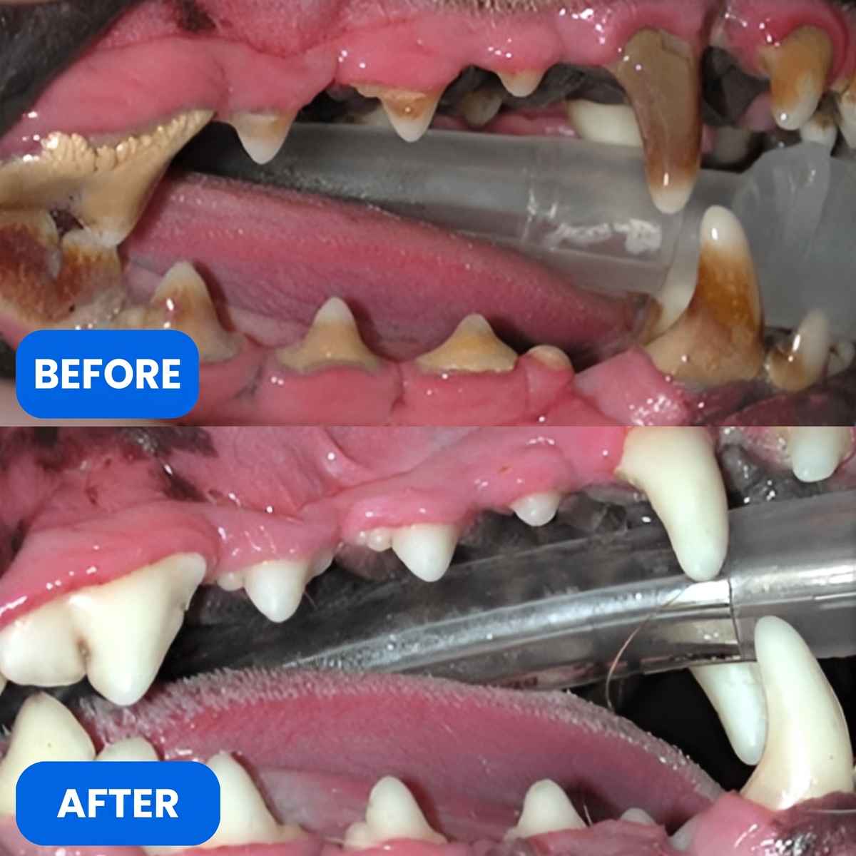 DentiBone™ 2-in-1 Plaque Defense